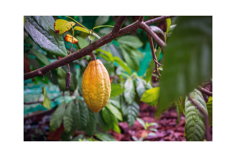 Cacao pod growing in the jungle