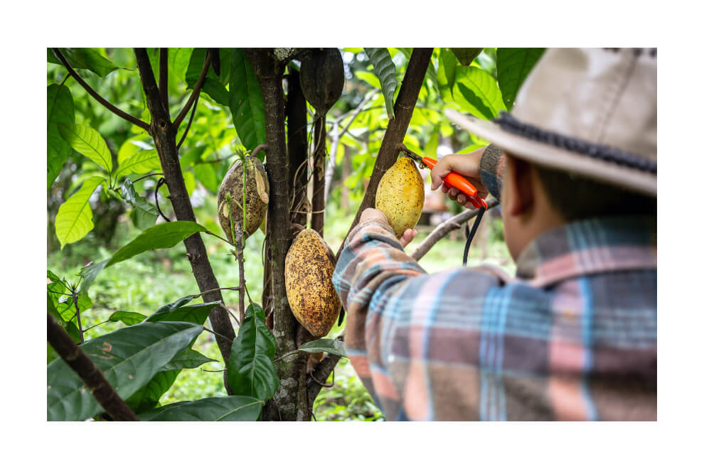Harvesting cacao in the jungle