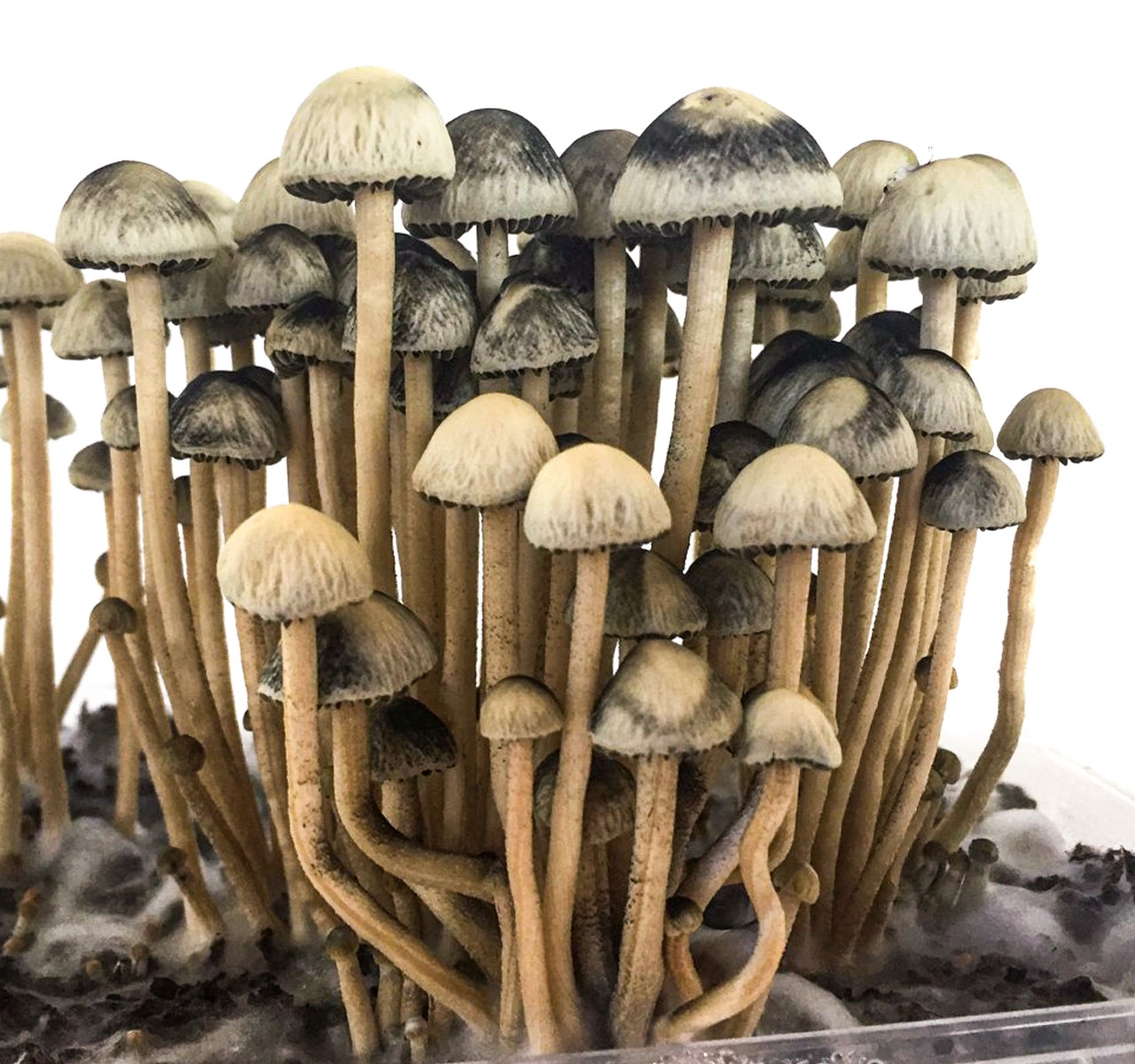 Panaeolus Cyanescens Copelandia