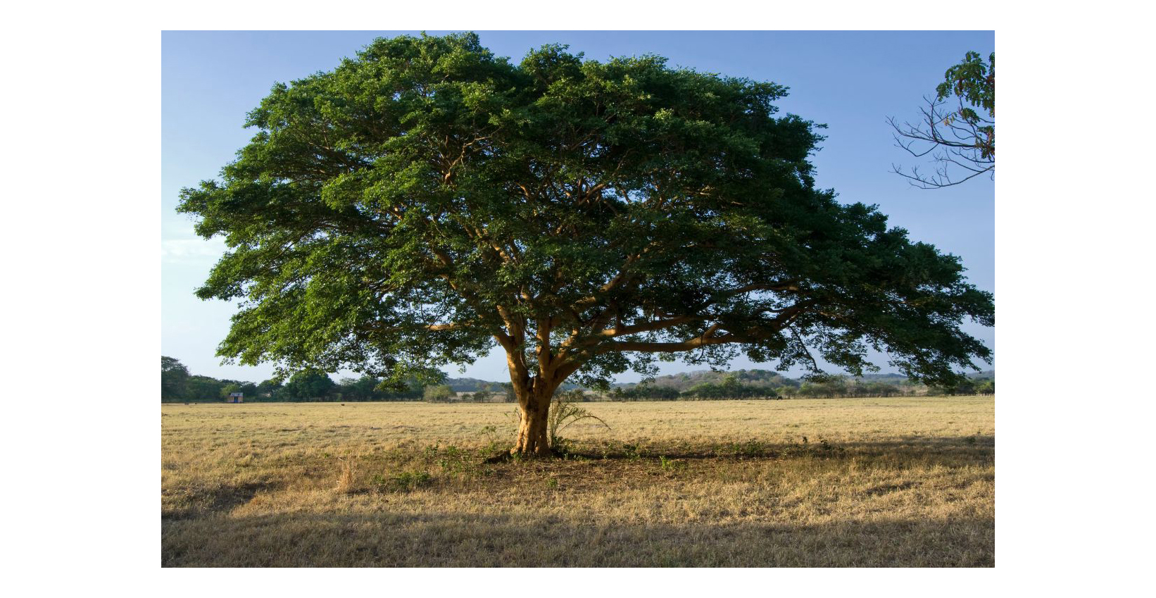 Copaiba Oil Benefits