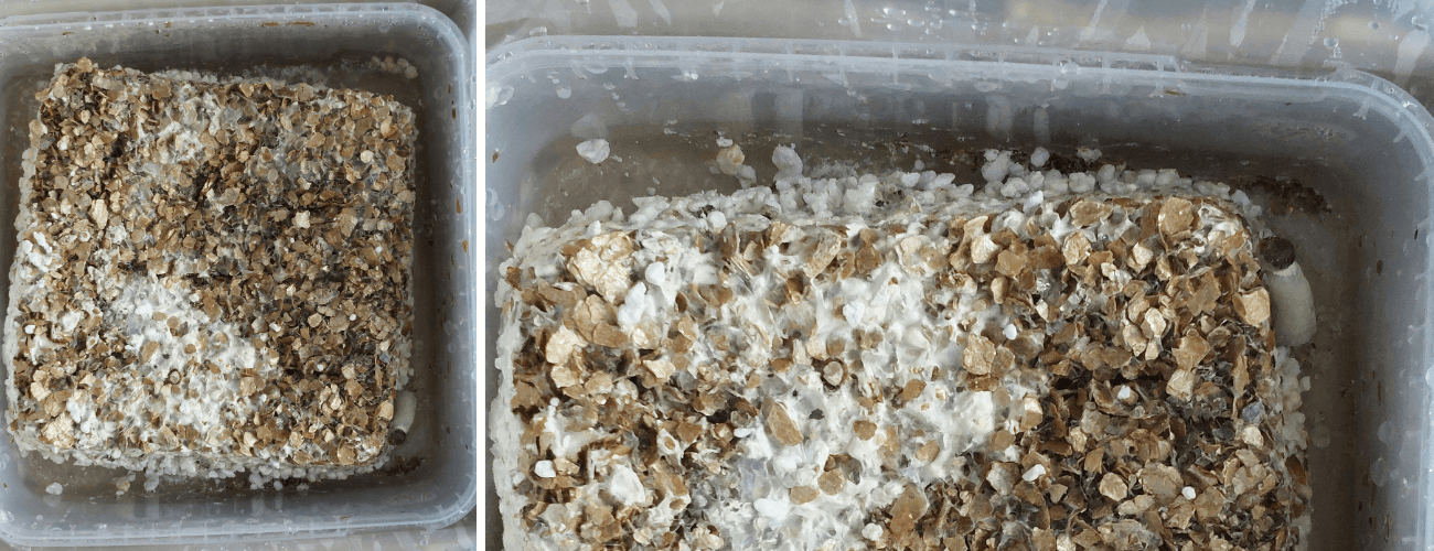 Dried out mushroom grow kits