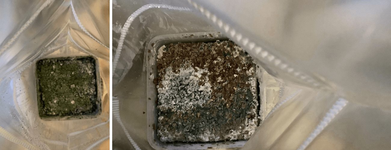 Brown contaminated grow kit