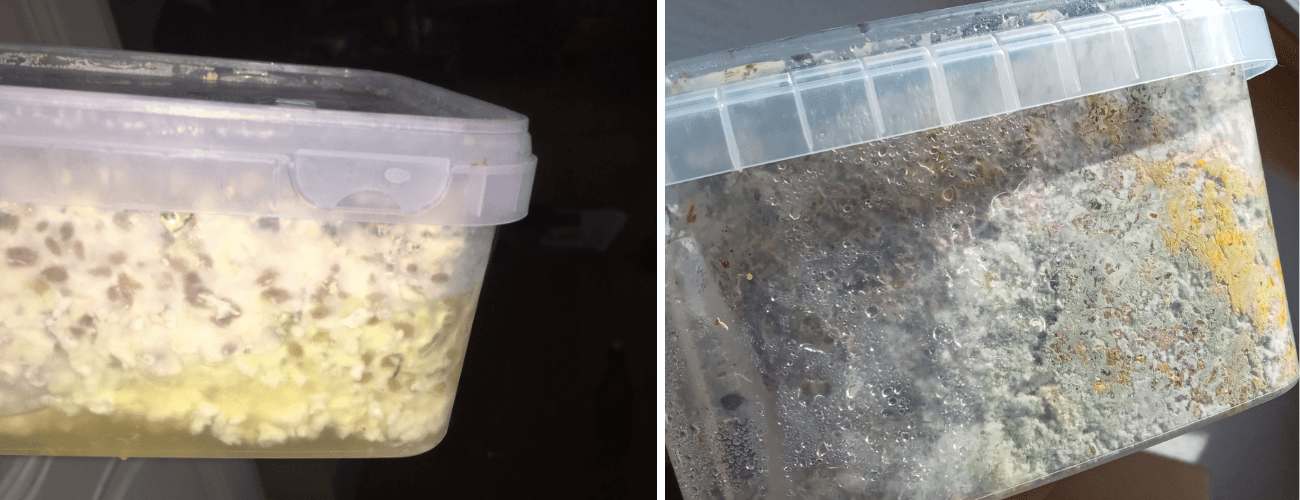 Yellow contaminated grow kit