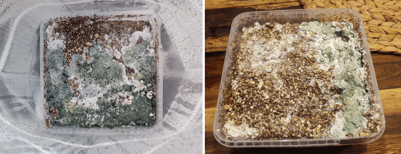 Green mould in a mushroom grow kit