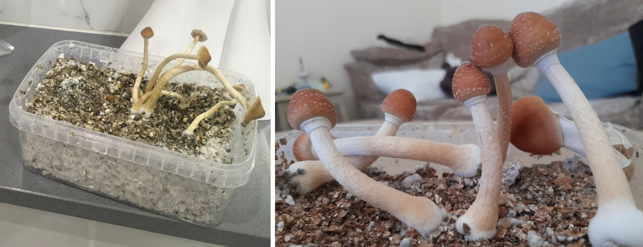 Er groeien maar enkele Paddenstoelen uit mijn Grow Kit