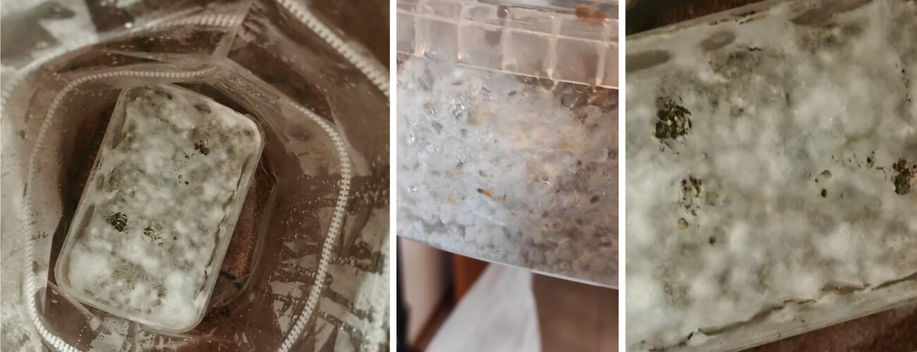 Grow kit normal white mycelium