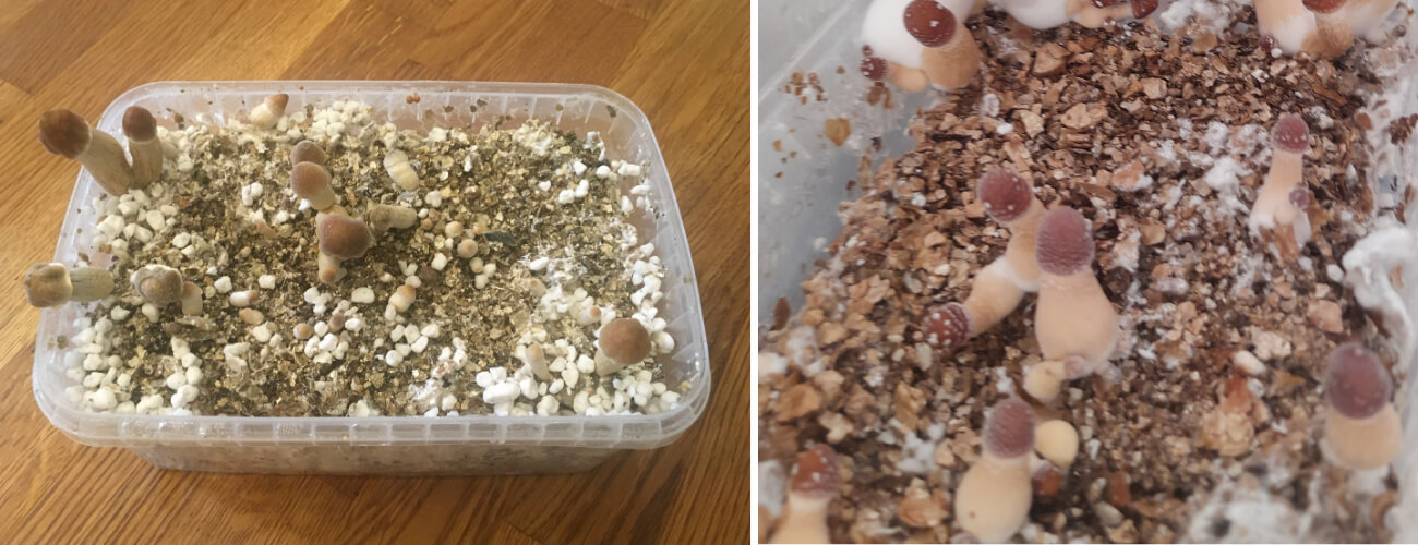 Grow kit mushroom aborts