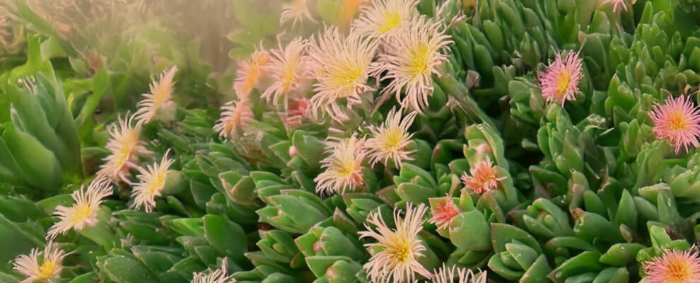 Kanna plants growing in their natural habitat