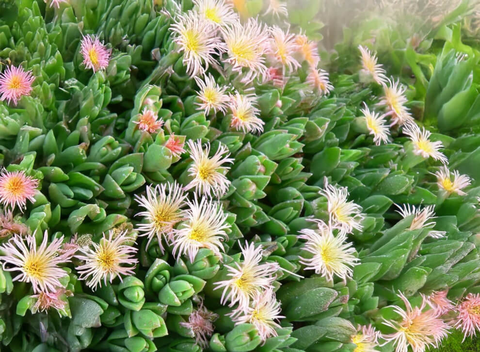 Kanna (Sceletium Tortuosum) growing