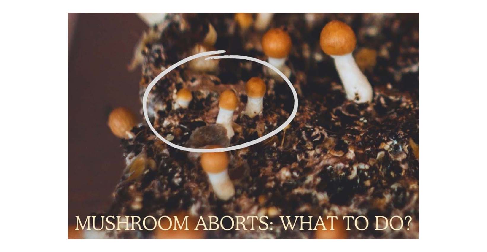 Magic mushroom aborts in a grow kit