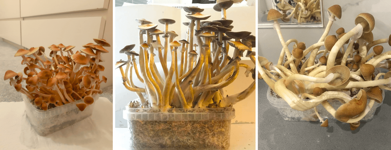 Magic mushroom grow kits ready to harvest