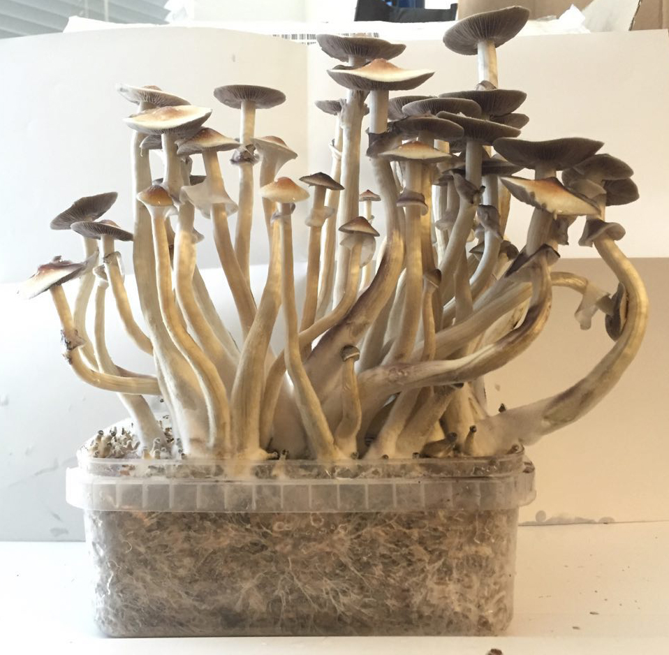 Hoe kweek je Paddo's met een Grow Kits | Dutch Grow Kits