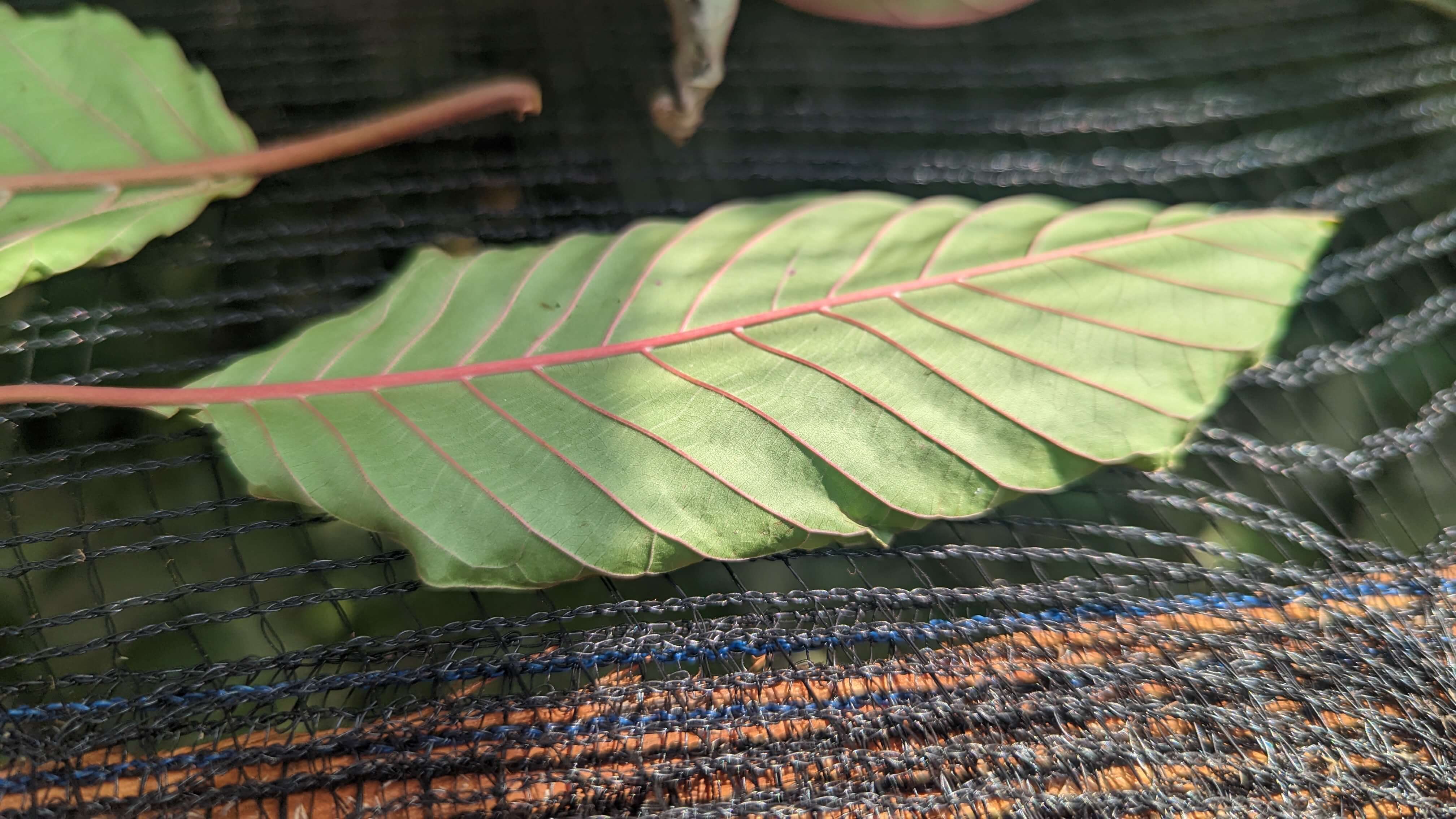 Kratom drying Next Level
