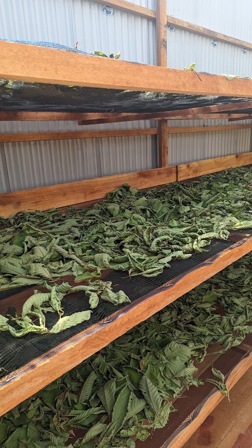 Kratom drying process Next Level