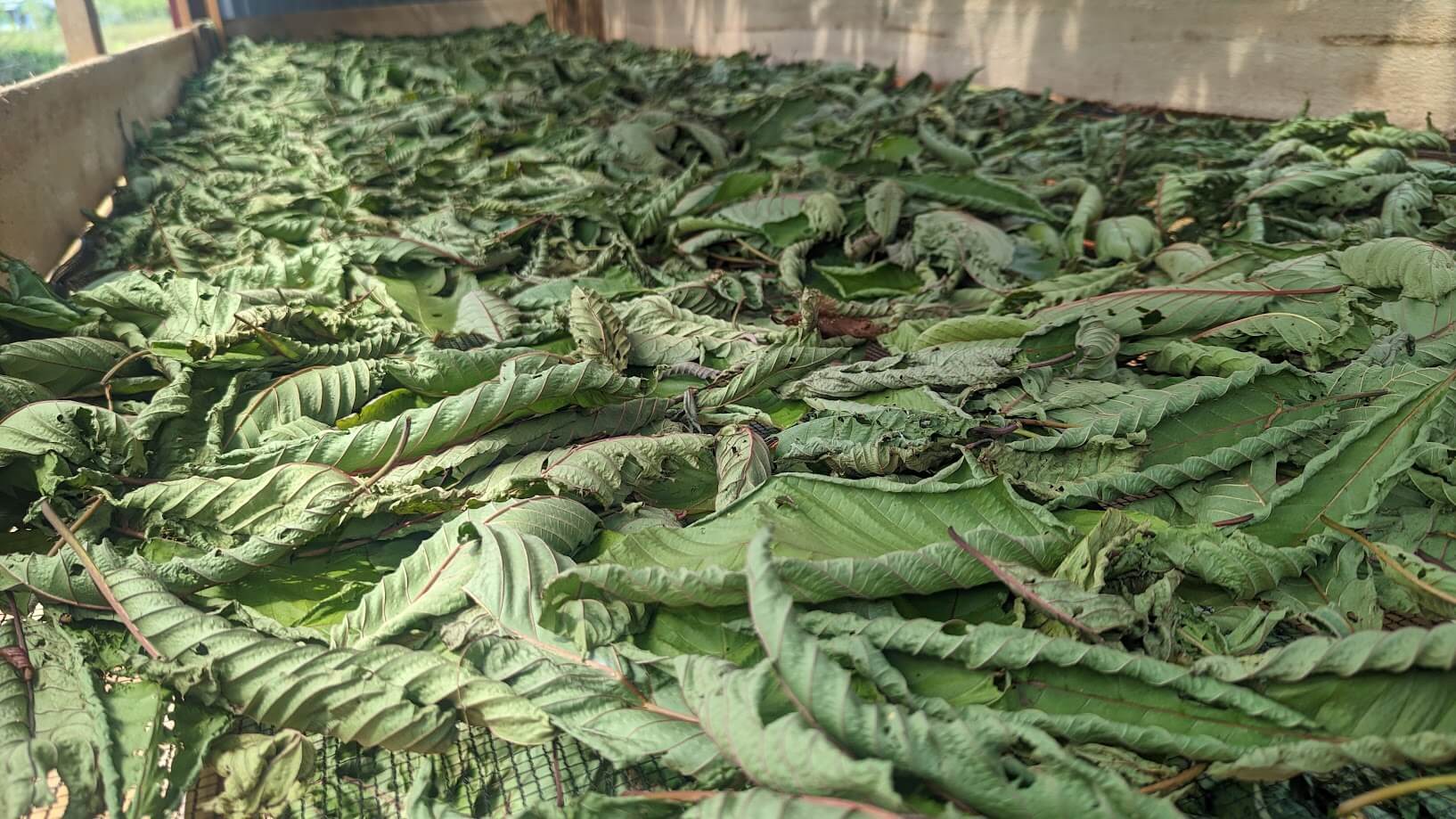 Kratom quality final product