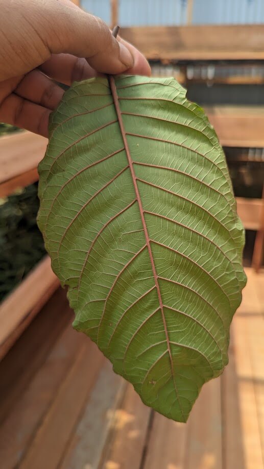 Kratom leaf structure detail