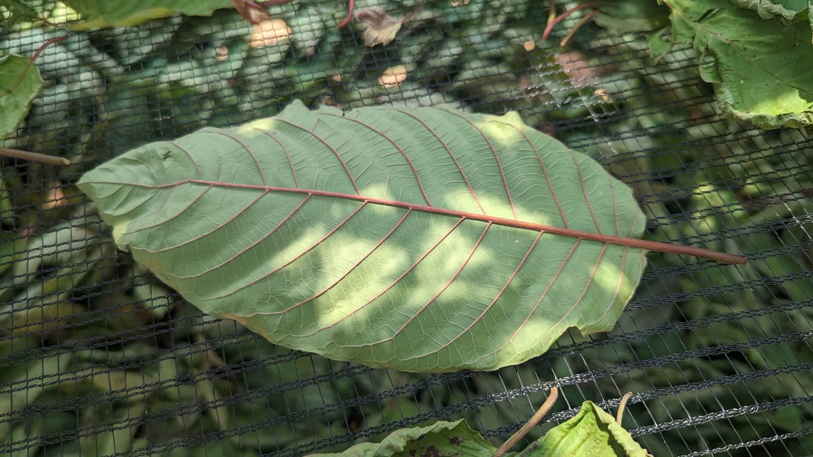 Drying kratom leaf Next Level