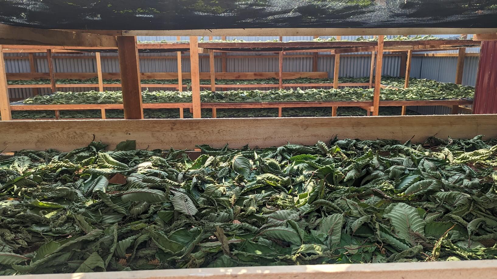 Kratom drying racks facility