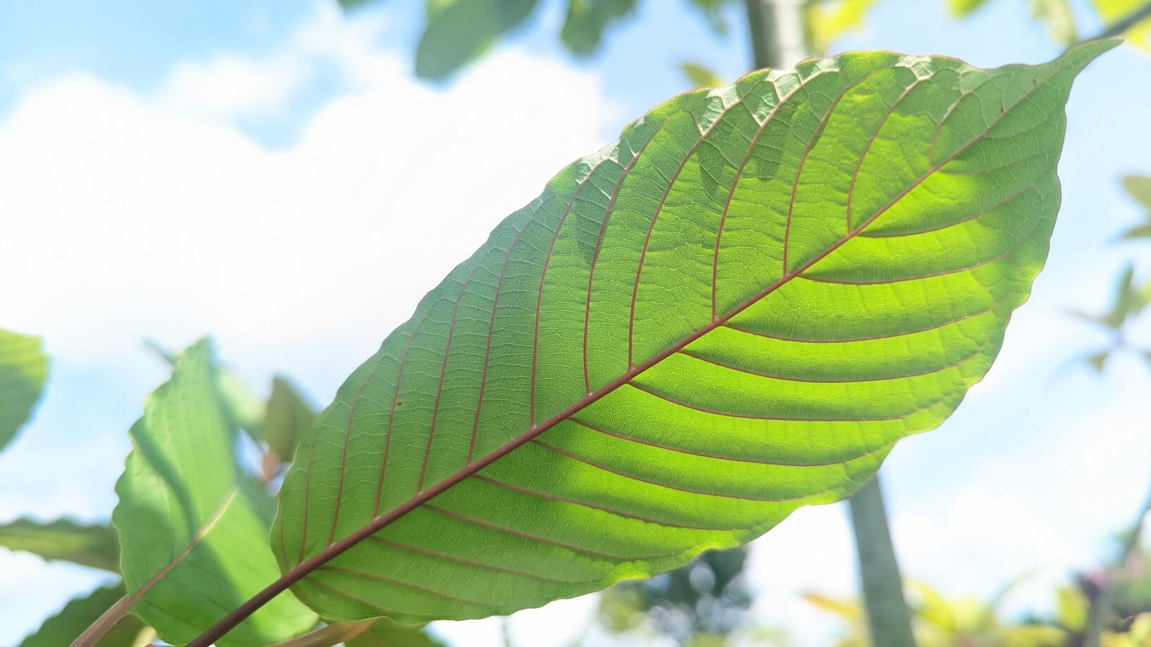 Kratom leaf detail structure Next Level