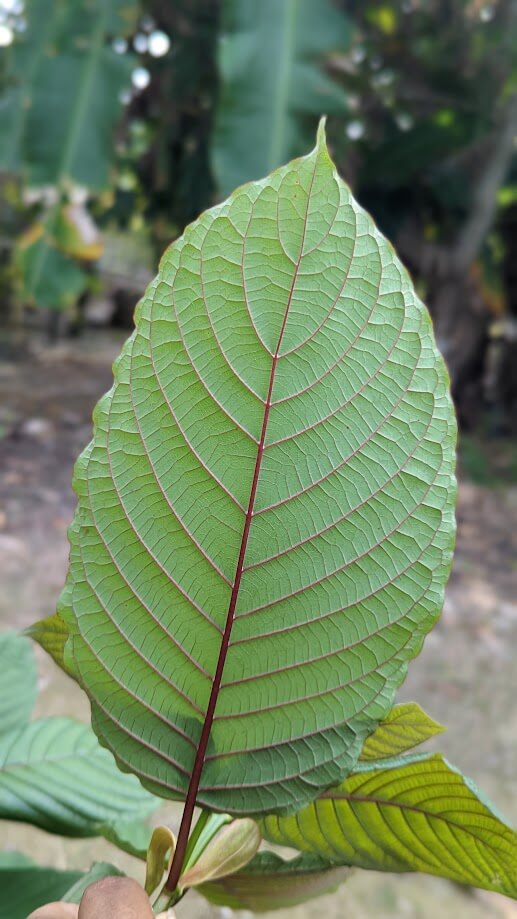 Kratom leaf in sunlight