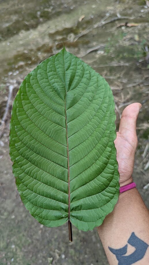 Fresh kratom leaf with red veins