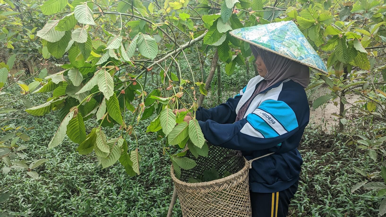 Next Level kratom harvest Indonesia