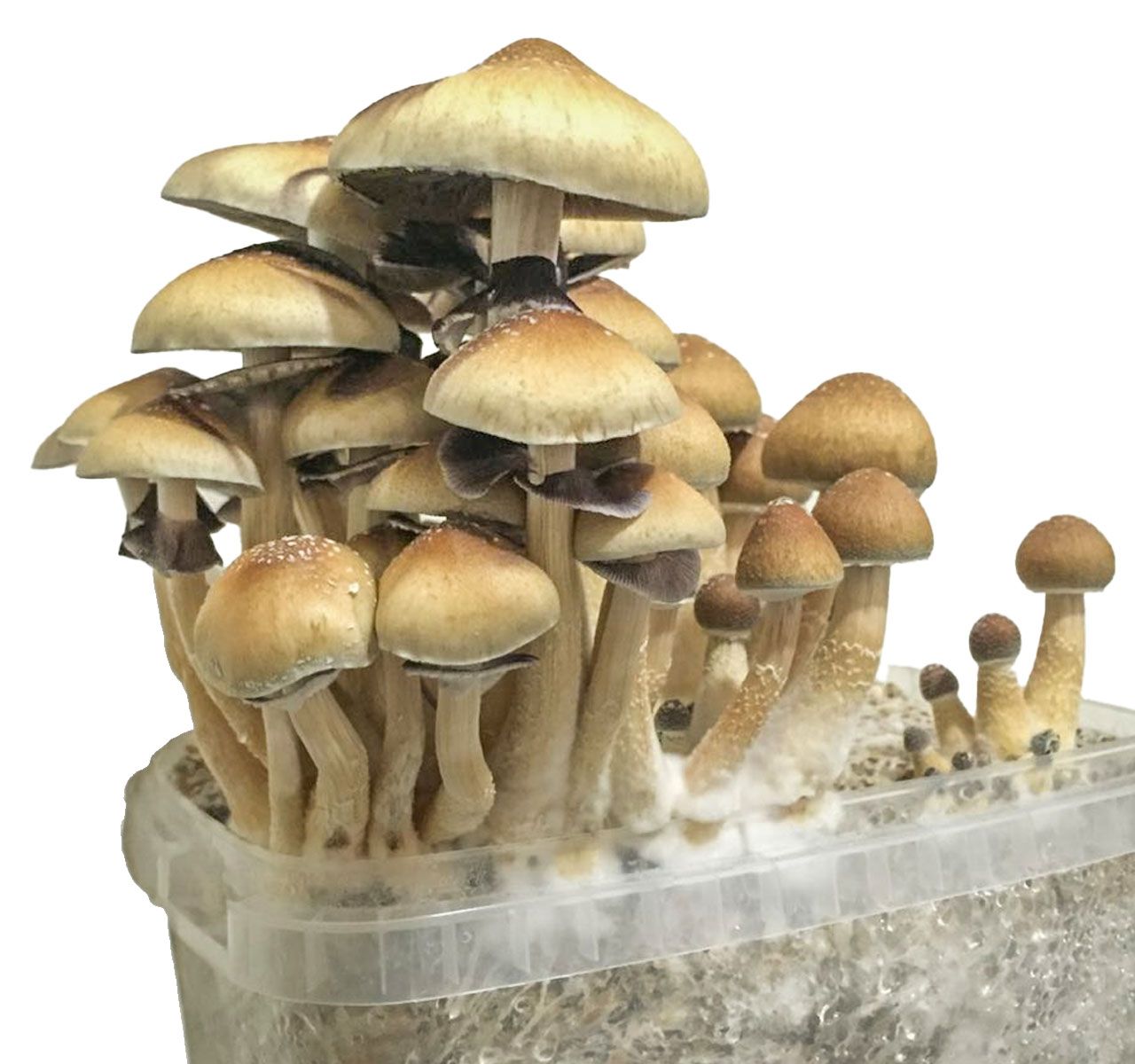 Psilocybe Cubensis