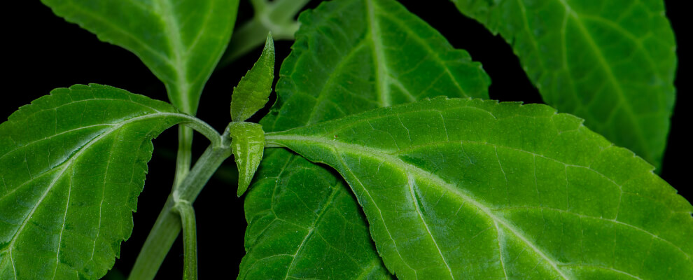 Salvia divinorum plant with large green leaves