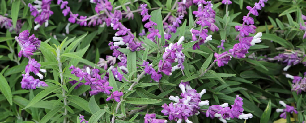 Salvia divinorum plant