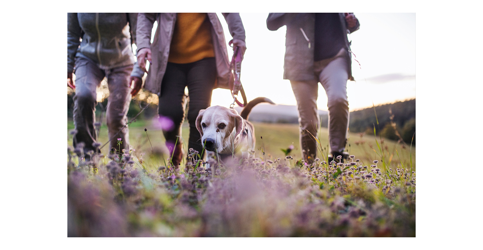 3 people taking a walk in a meadow with a puppy