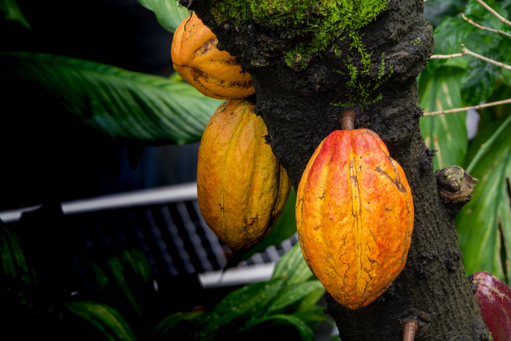 Cacao Pods on Tree