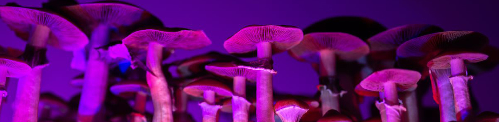 strongest psychedelic mushroom
