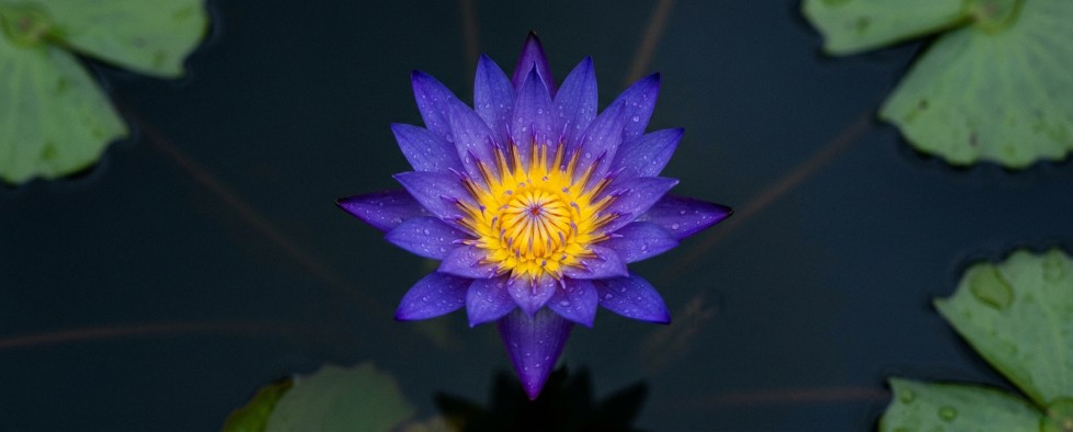 Blue Lotus flower close-up Nymphaea caerulea