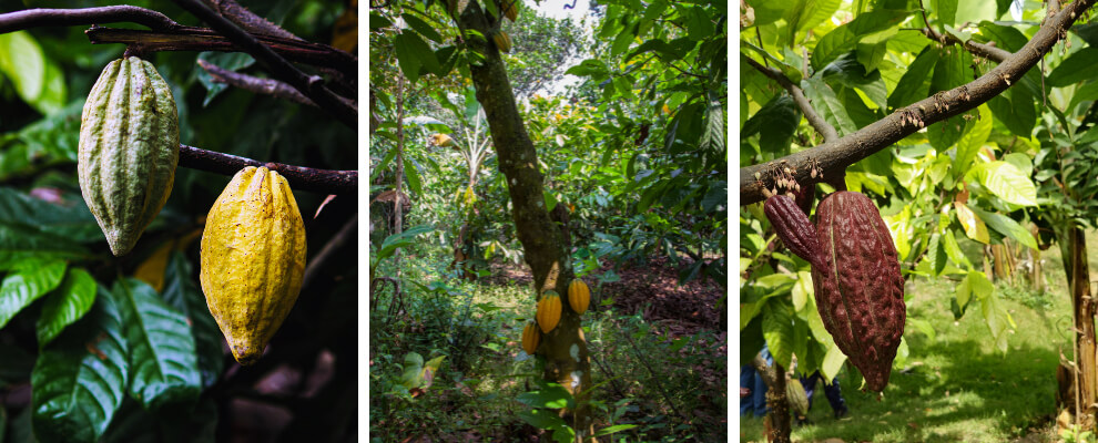 Traditional cacao fermentation