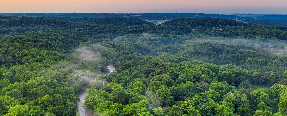 Biodiversity in cacao forest