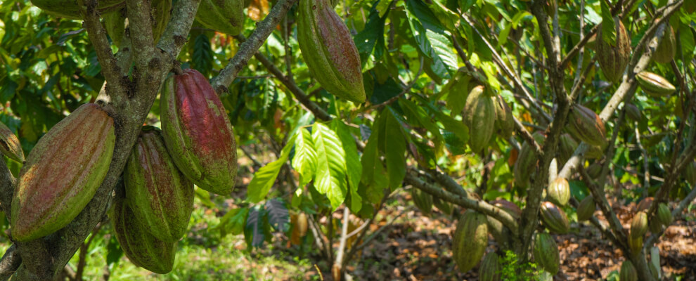 Cacao plantation experiencing climate stress