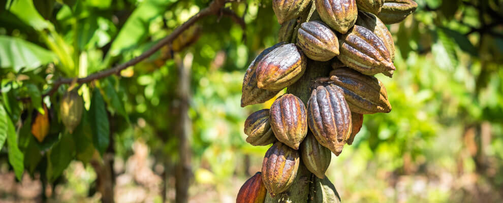 Cacao tree with ripe pods in natural environment