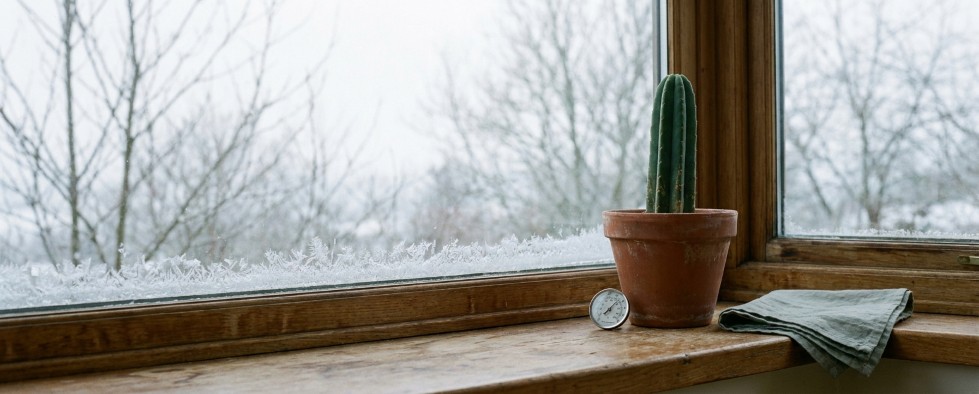 Mescaline cactus overwintering cool rest