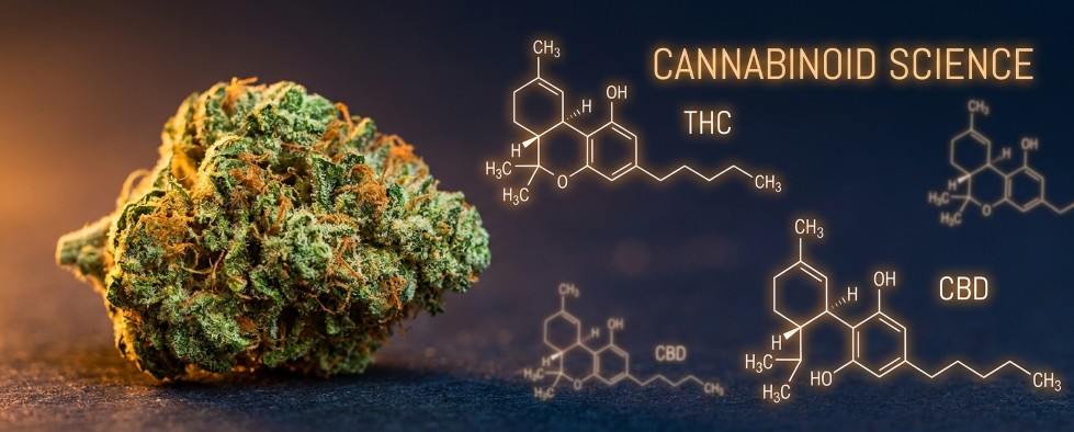 Cannabinoïden molecuulstructuren overzicht