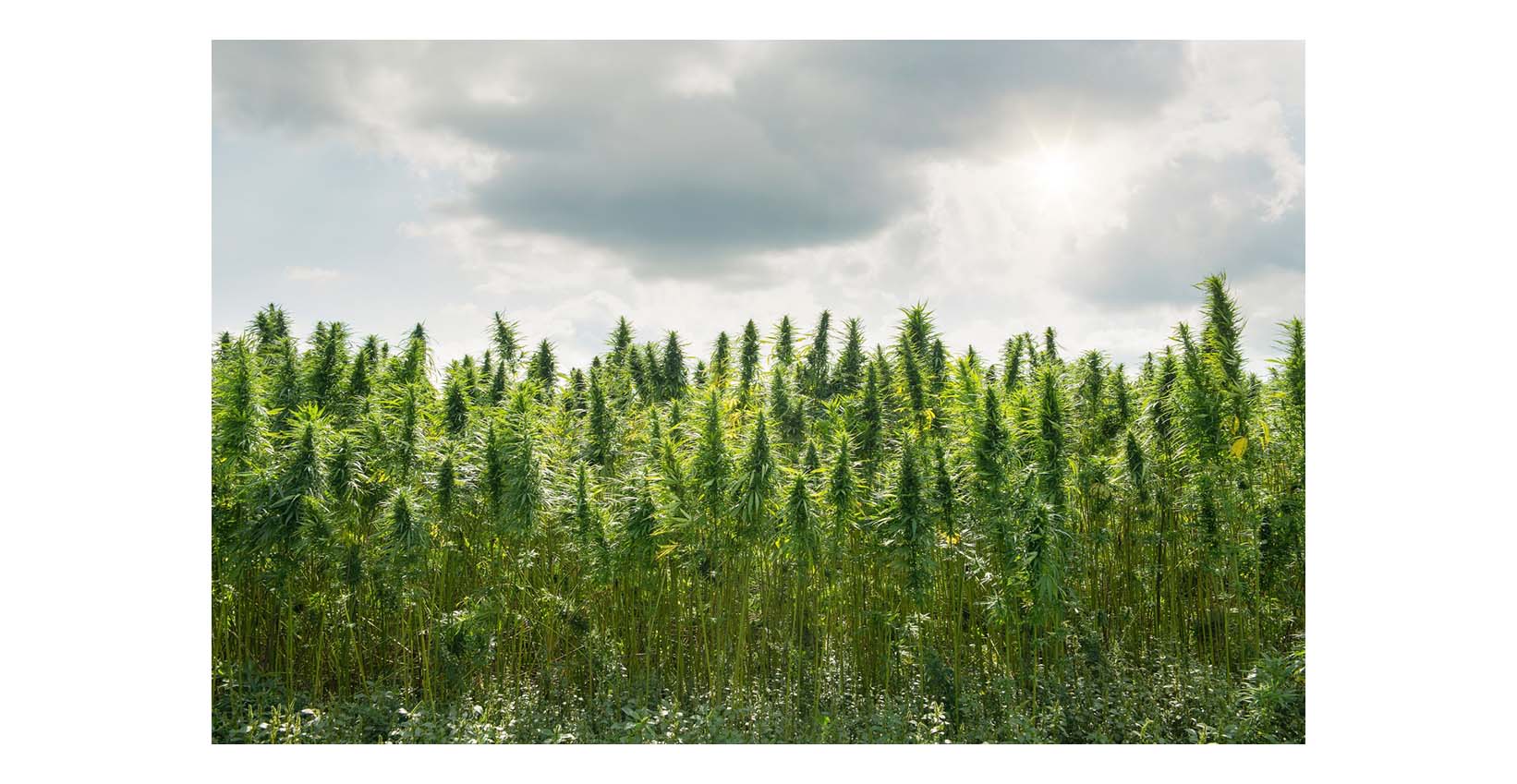 Cannabis plant field
