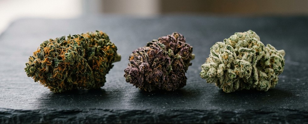 Different cannabis strain buds close-up