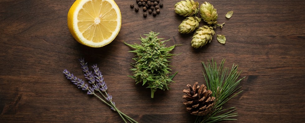 Terpenen in cannabis: myrceen limoneen pineen linalool