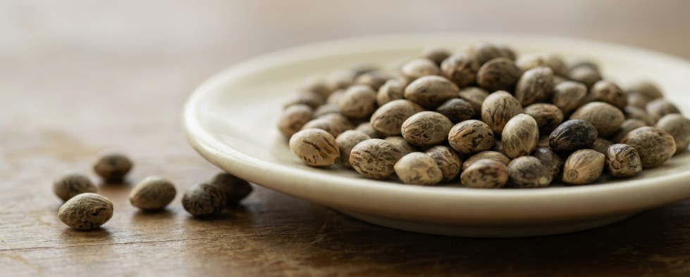 Cannabis seeds of different strains