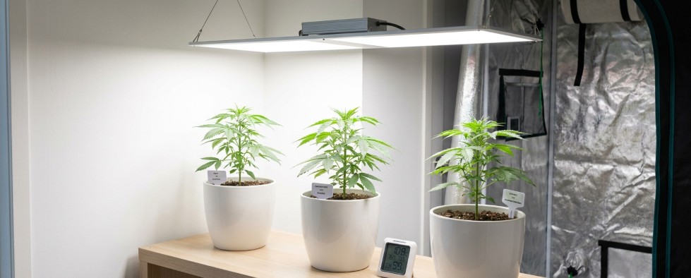 Home cannabis growing legal Germany