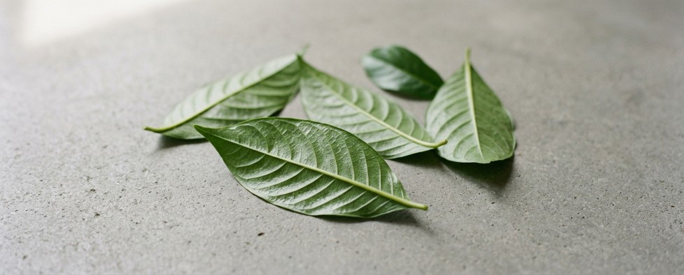 Chacruna bladeren Psychotria viridis