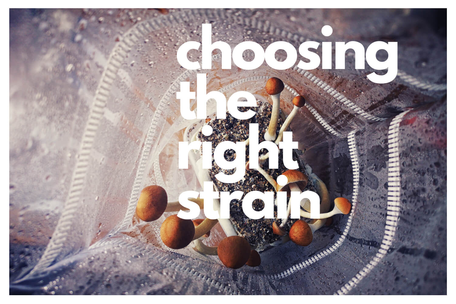 choosing the right magic mushroom strain