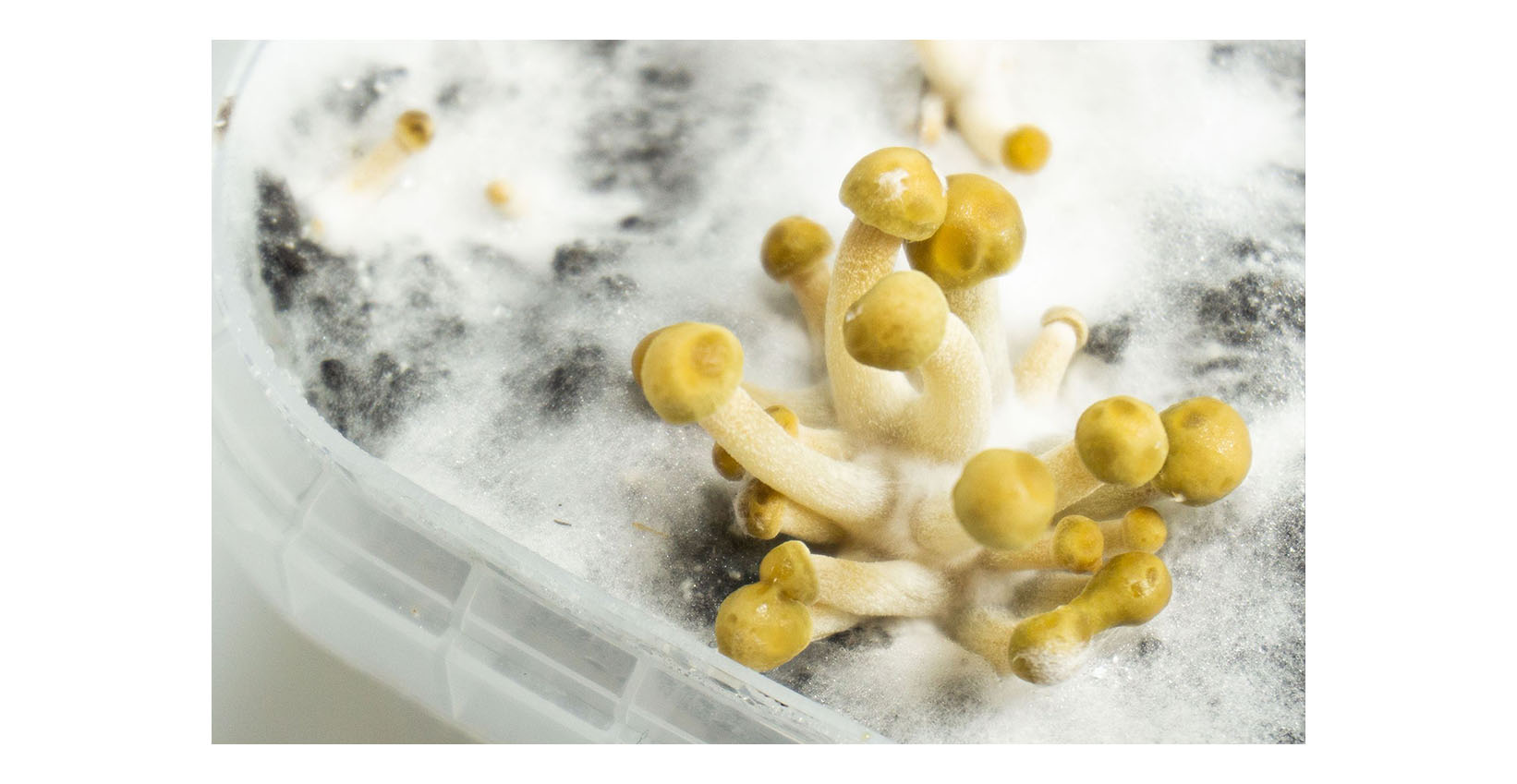 copelandia mushroom grow kit
