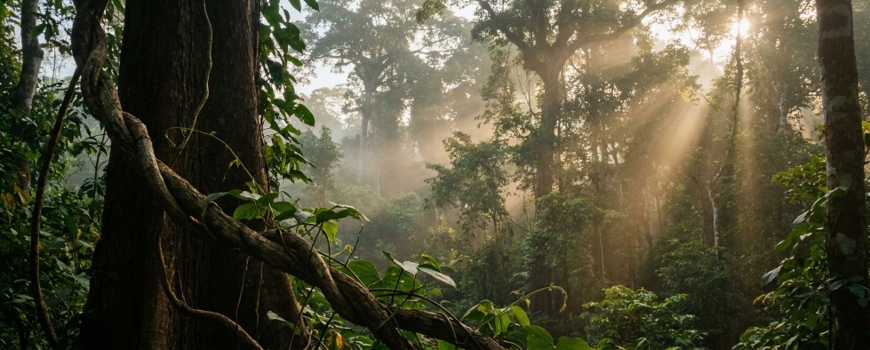 Amazone regenwoud ceremoni&euml;le context historische ayahuasca traditie
