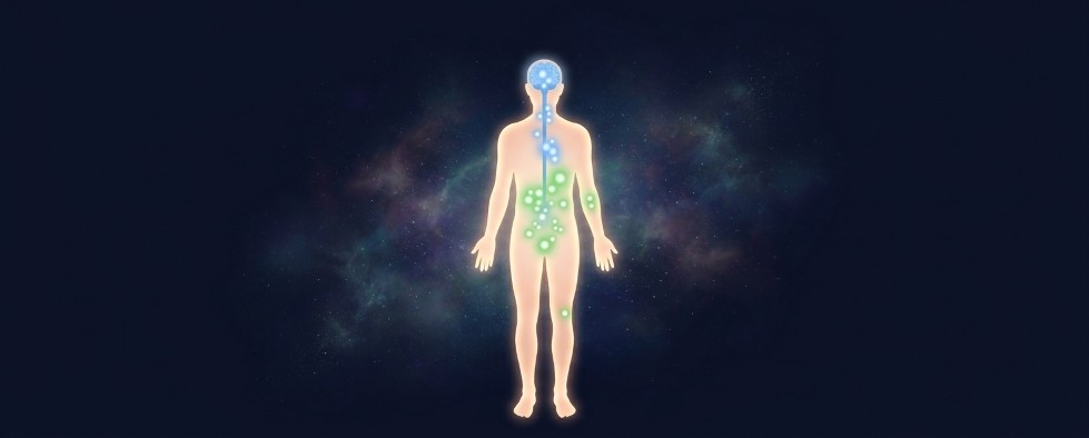 Endocannabinoidensysteem CB1 CB2 receptoren