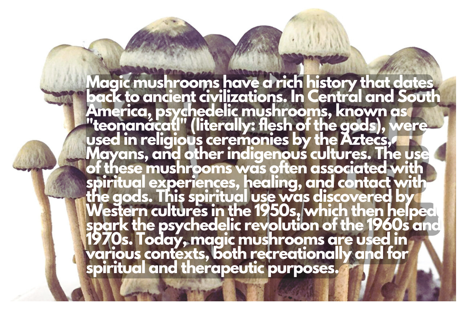 history of magic mushrooms